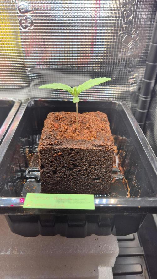 Schokolade. Week 1 - Tag 9