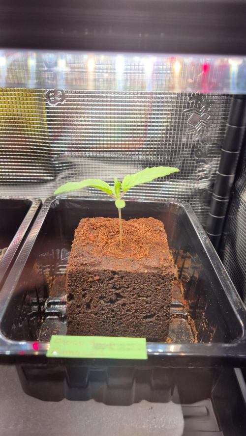 Schokolade. Week 1 - Tag 10