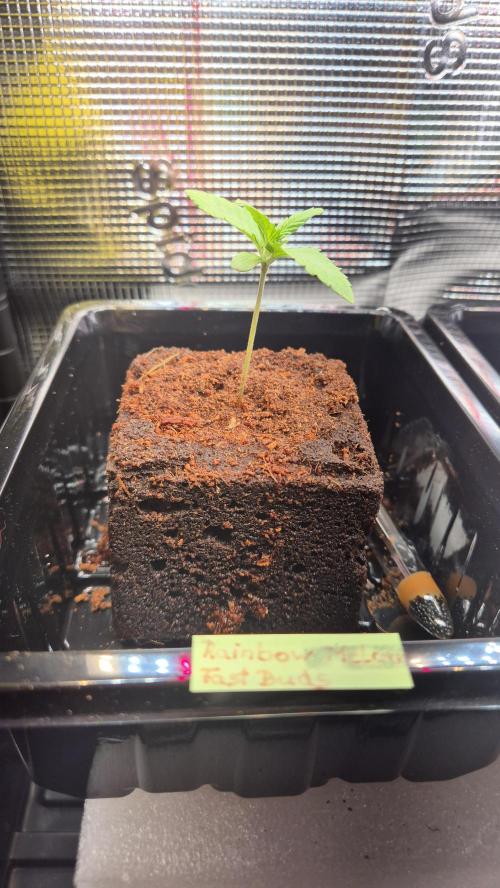 Melonenbogen!. Week 2 - Tag 9