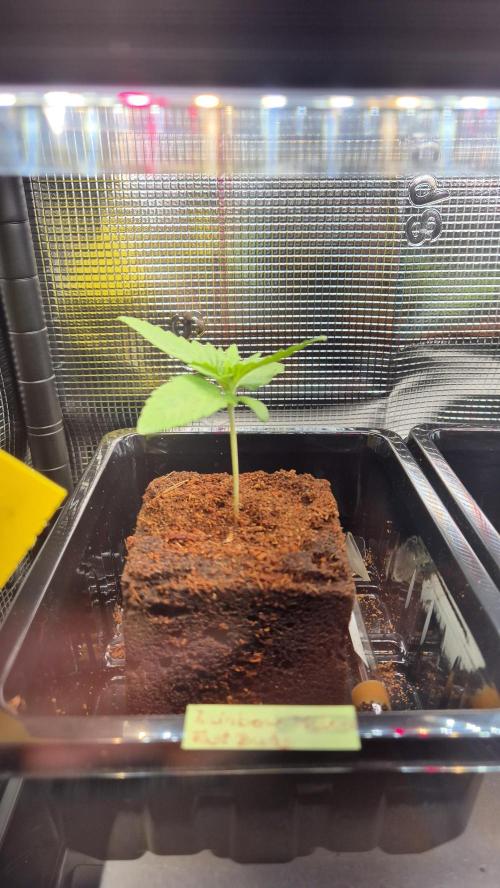 Melonenbogen!. Week 2 - Tag 11