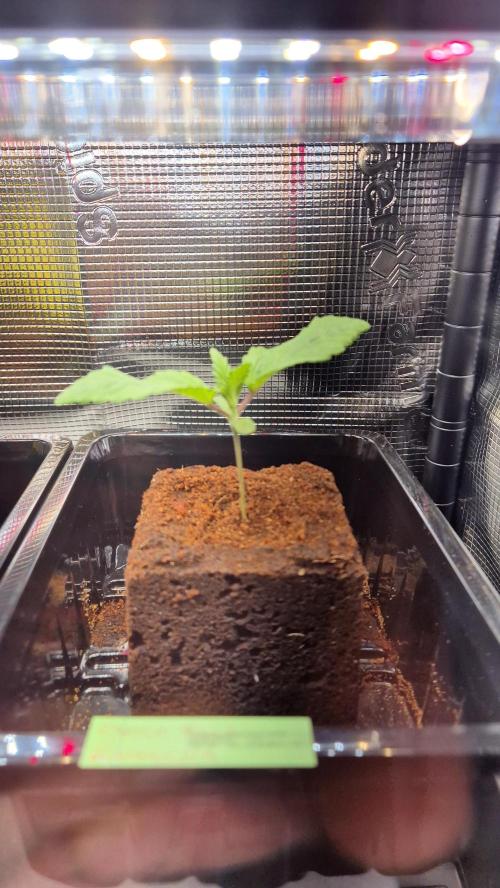 Schokolade. Week 1 - Tag 11