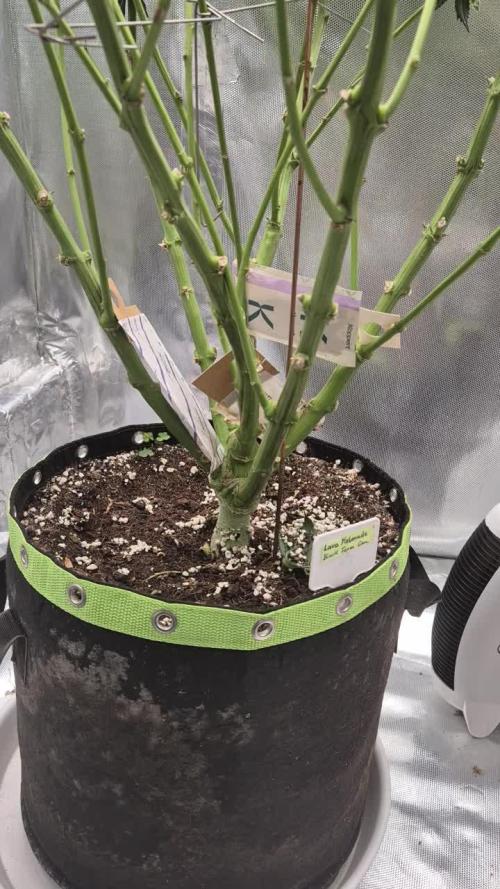 Melonade frisch aus dem Vulkan!