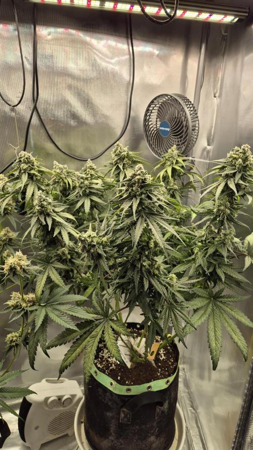 Kush für Karen. Week 12 - Tag 80