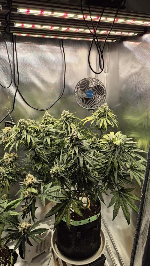 Kush für Karen. Week 12 - Tag 81