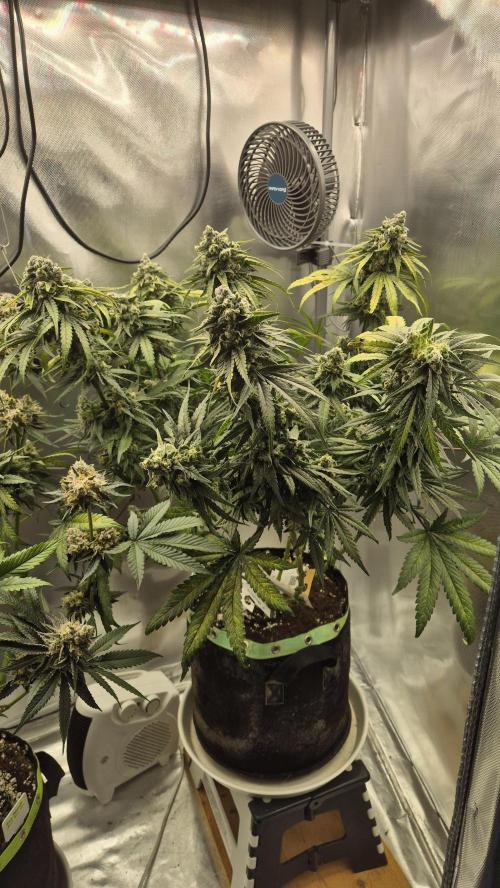 Kush für Karen. Week 12 - Tag 82