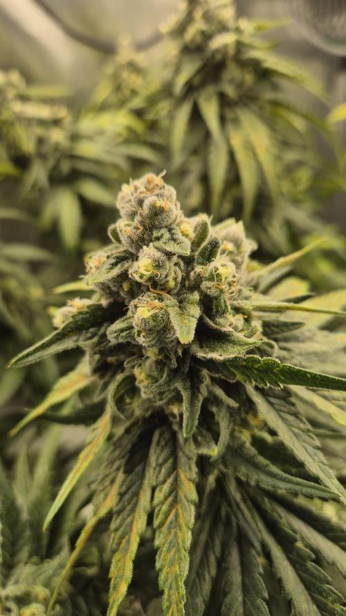 Kush für Karen. Week 12 - Tag 82