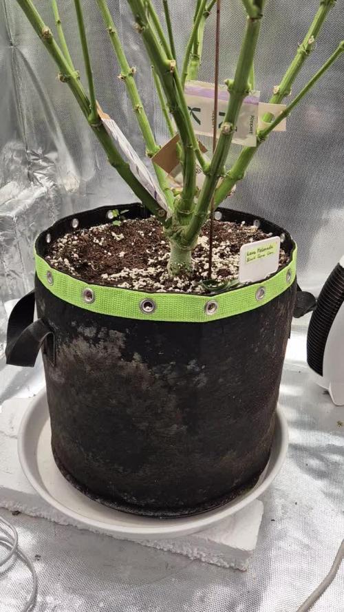 Melonade frisch aus dem Vulkan!