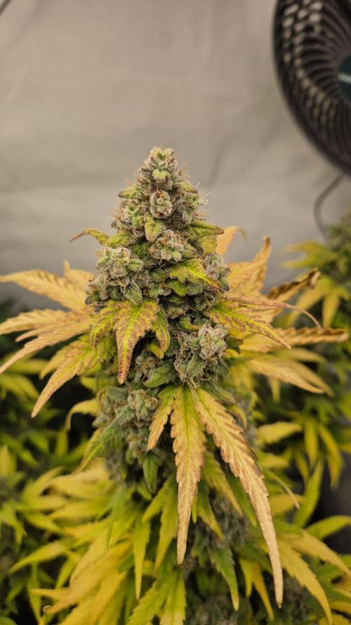 Schwarzes Mondgestein. Week 12 - Tag 79