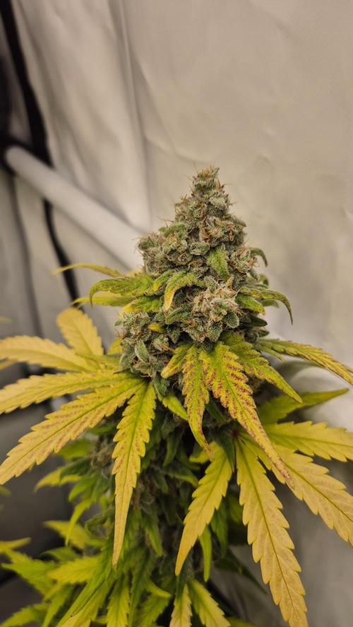 Schwarzes Mondgestein. Week 12 - Tag 79