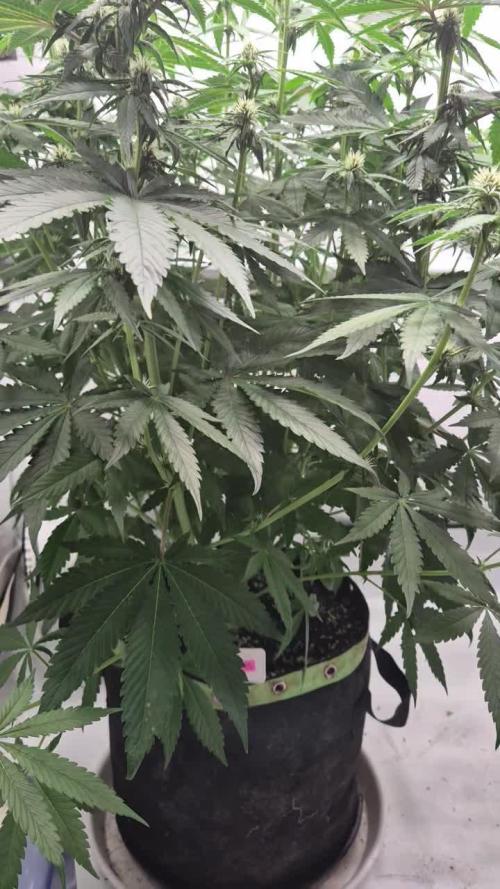 Kekse aus den Tropen