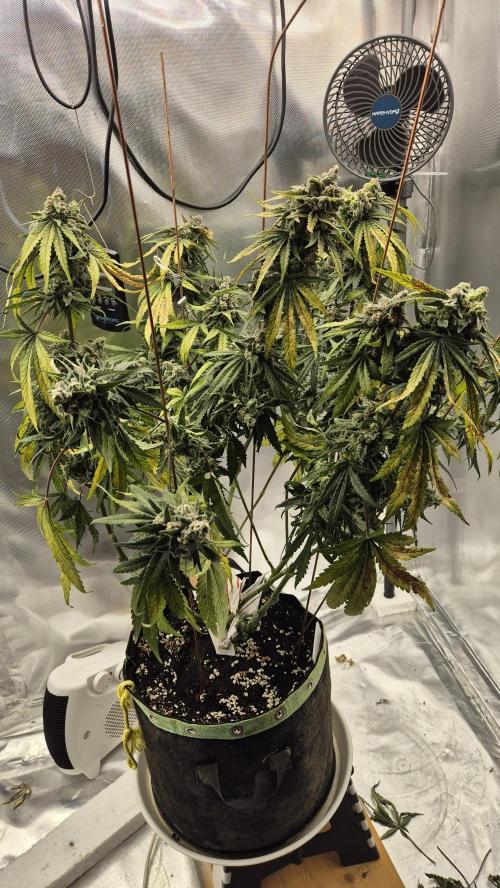 Kush für Karen. Week 13 - Tag 86
Blütetag 48