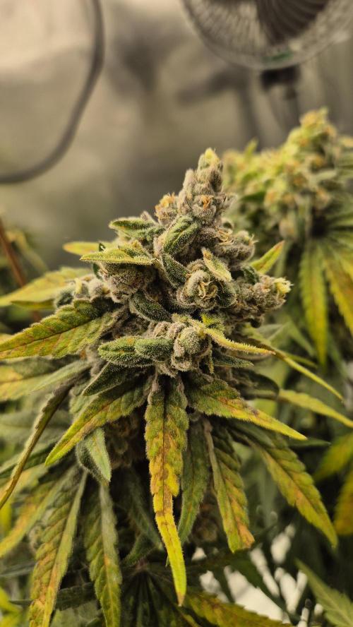 Kush für Karen. Week 13 - Tag 86
Blütetag 48