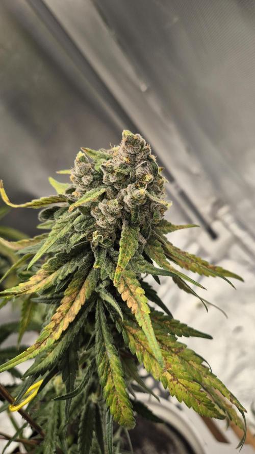 Kush für Karen. Week 13 - Tag 86
Blütetag 48