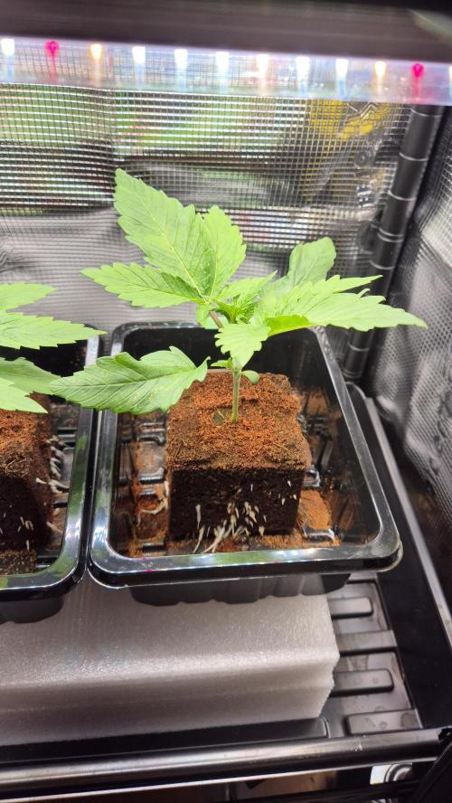 Schokolade. Week 2 - Tag 16