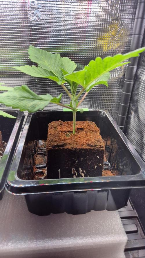 Schokolade. Week 2 - Tag 16