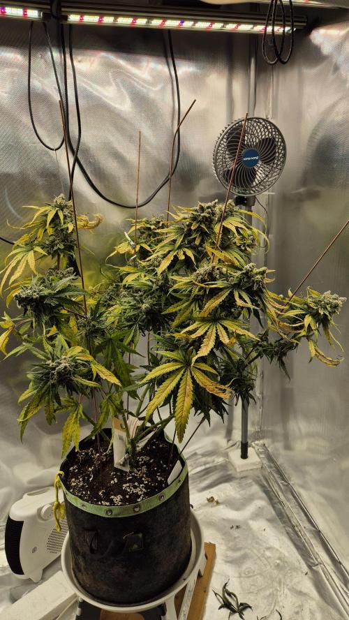 Kush für Karen. Week 13 - Tag 87
Blütetag 49