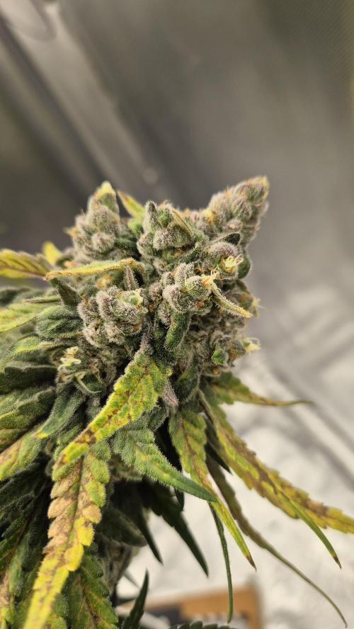 Kush für Karen. Week 13 - Tag 87
Blütetag 49