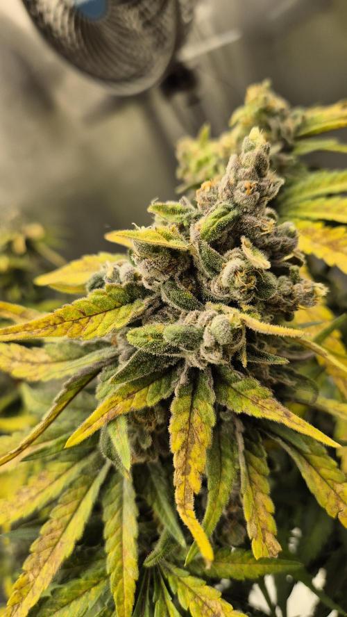 Kush für Karen. Week 13 - Tag 87
Blütetag 49