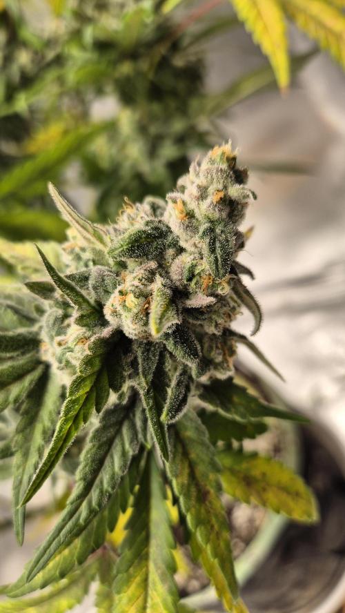 Kush für Karen. Week 13 - Tag 87
Blütetag 49