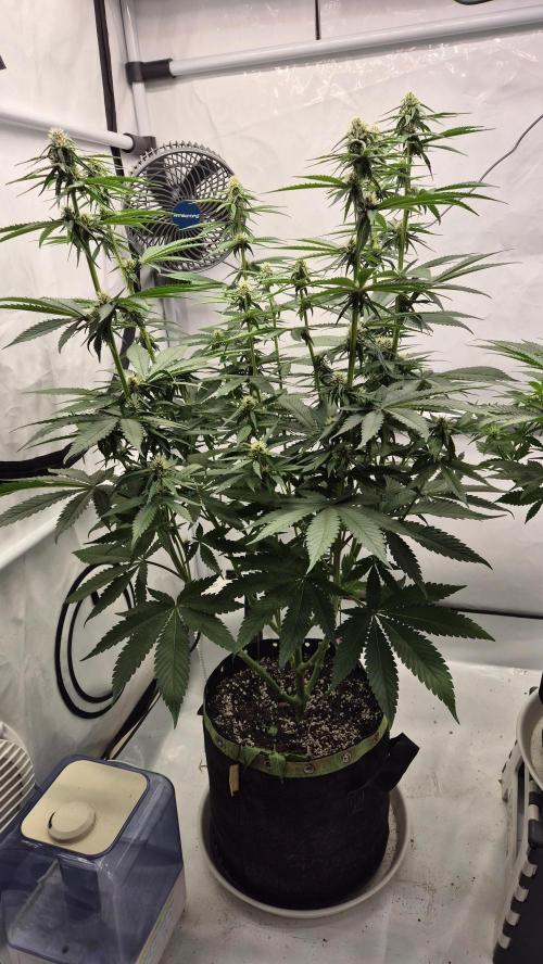 Kekse aus den Tropen. Week 8 - Tag 51
Blütetag 19