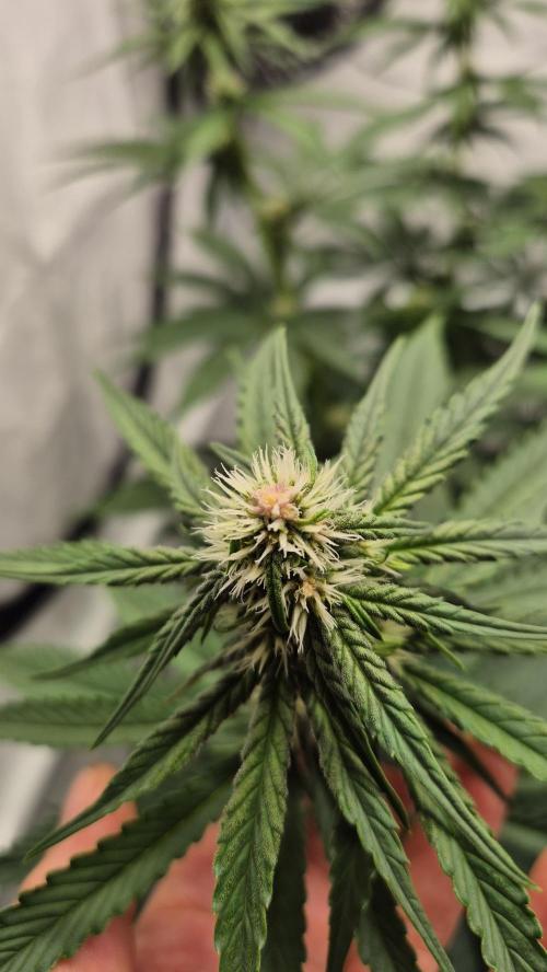 Kekse aus den Tropen. Week 8 - Tag 51
Blütetag 19