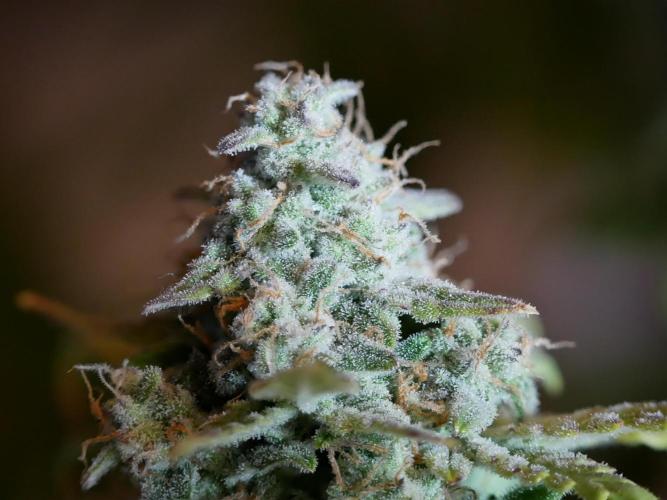 Schwarzes Mondgestein. Week 12 - Tag 80