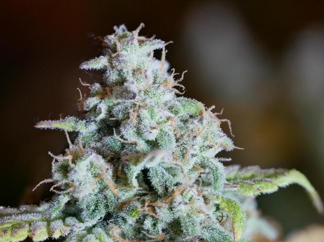 Schwarzes Mondgestein. Week 12 - Tag 80