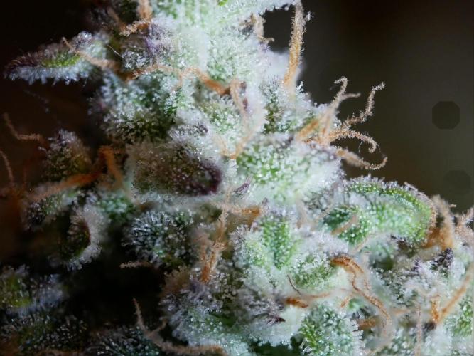 Schwarzes Mondgestein. Week 12 - Tag 80