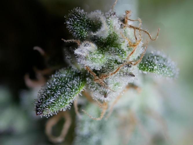 Schwarzes Mondgestein. Week 12 - Tag 80