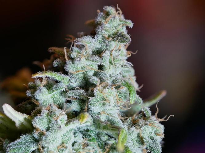 Schwarzes Mondgestein. Week 12 - Tag 80