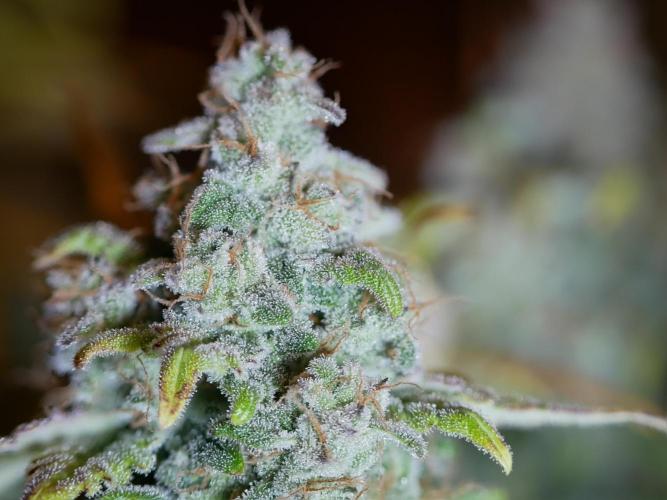 Schwarzes Mondgestein. Week 12 - Tag 80