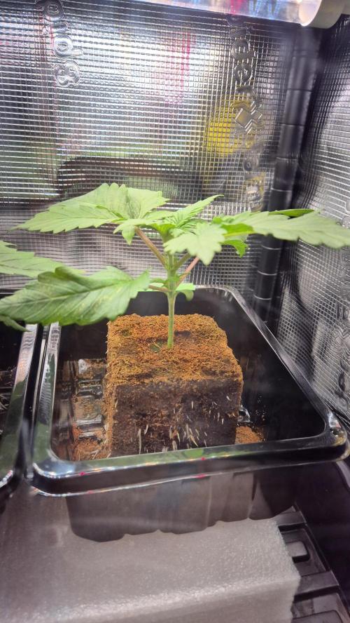 Schokolade. Week 2 - Tag 17