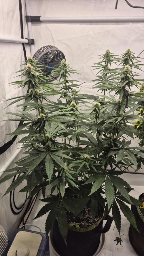 Kekse aus den Tropen. Week 8 - Tag 52