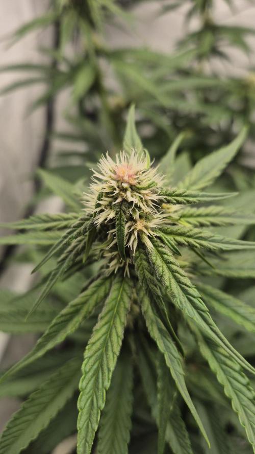 Kekse aus den Tropen. Week 8 - Tag 52