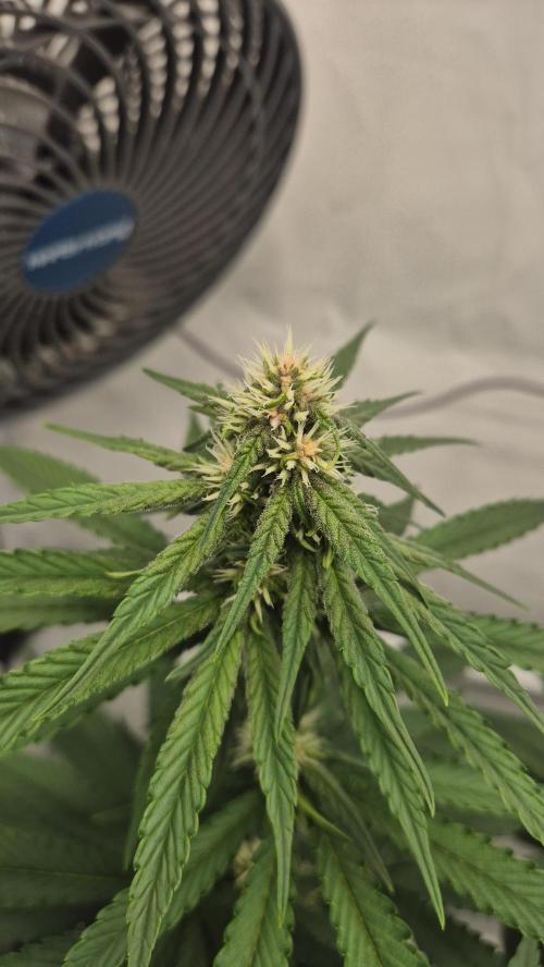 Kekse aus den Tropen. Week 8 - Tag 52