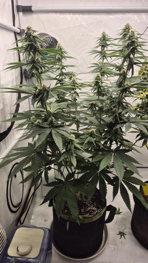 Kekse aus den Tropen. Week 8 - Tag 53
Blütetag 21