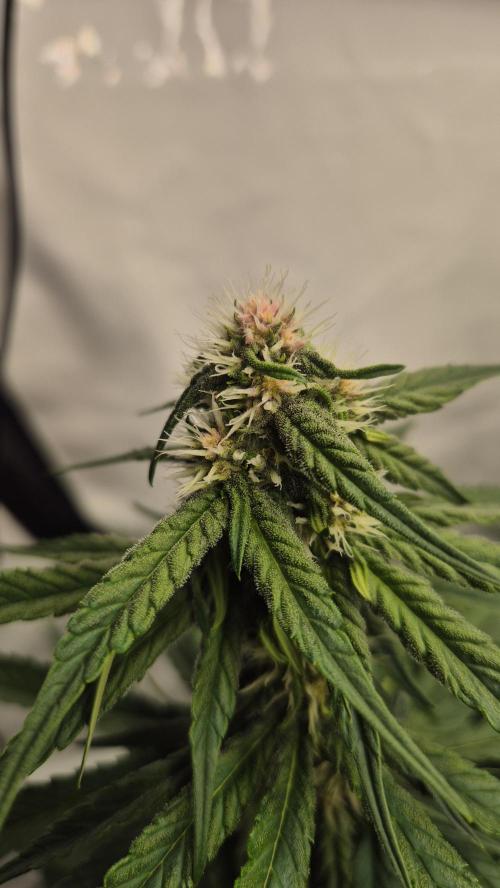 Kekse aus den Tropen. Week 8 - Tag 53
Blütetag 21