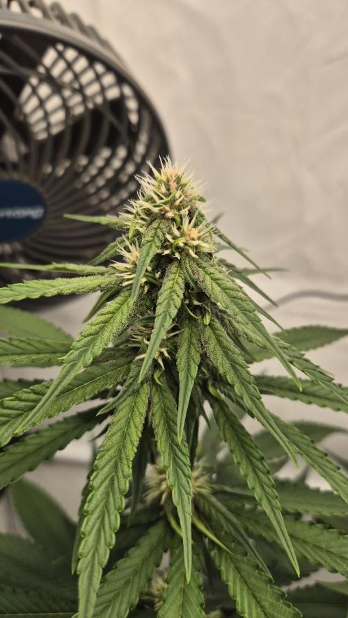 Kekse aus den Tropen. Week 8 - Tag 53
Blütetag 21