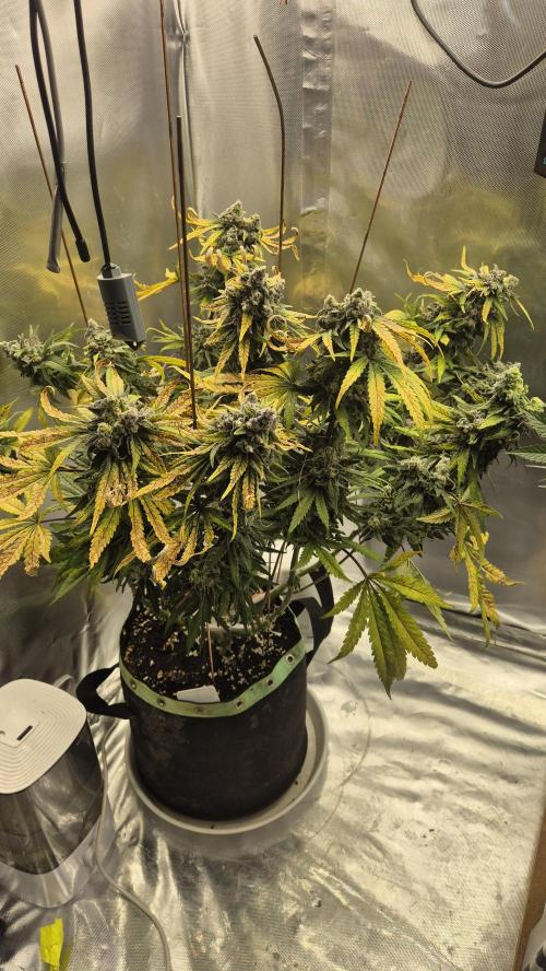 Kush für Karen. Week 13 - Tag 88
Blütetag 50