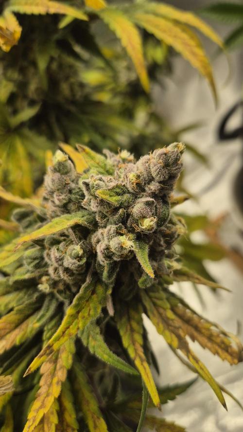 Kush für Karen. Week 13 - Tag 88
Blütetag 50