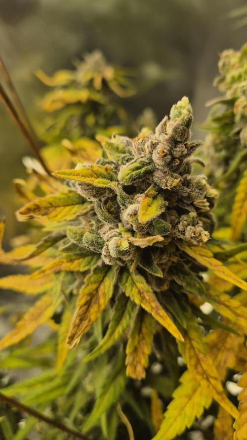 Kush für Karen. Week 13 - Tag 89
Blütetag 51