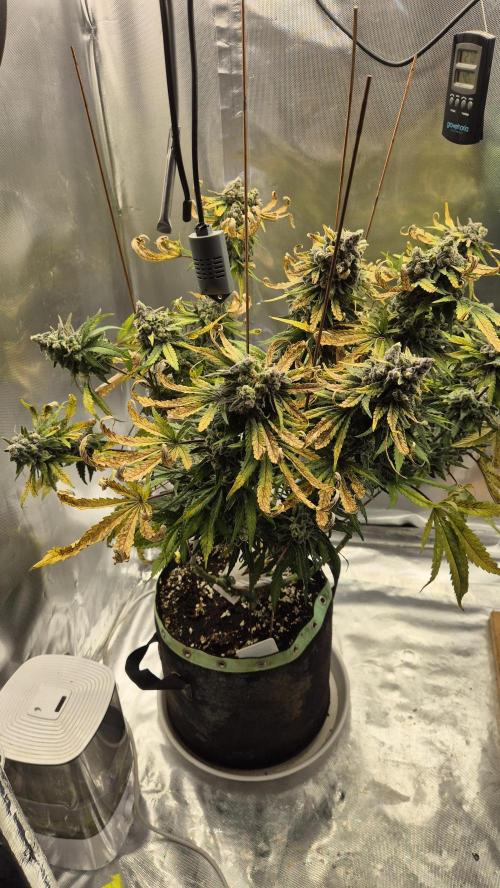 Kush für Karen. Week 13 - Tag 89
Blütetag 51