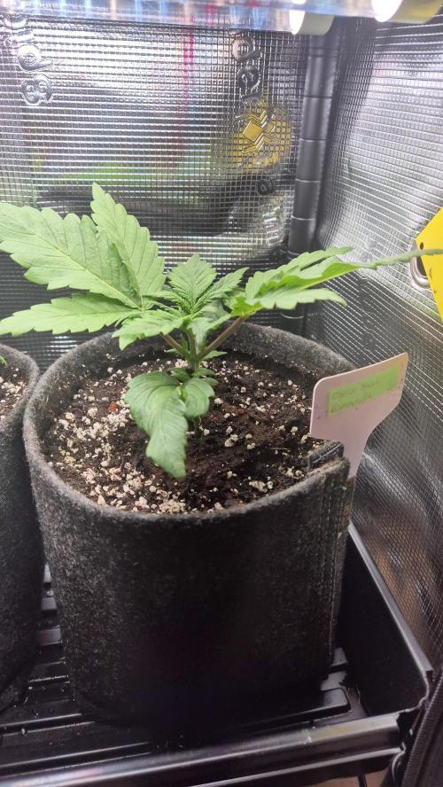 Schokolade. Week 2 - Tag 18