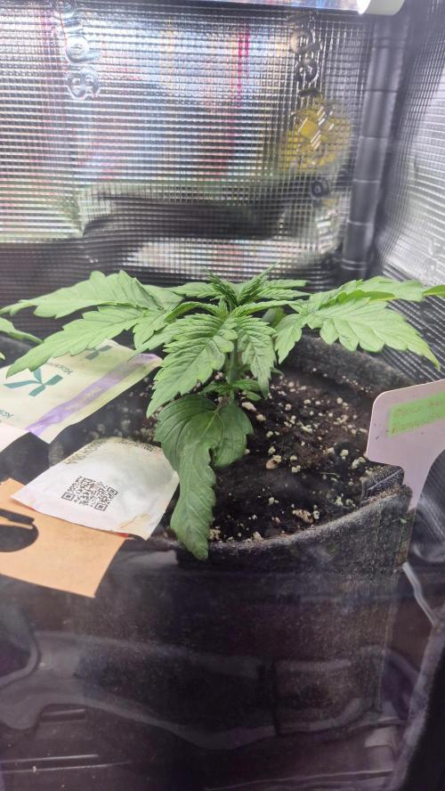 Schokolade. Week 2 - Tag 19