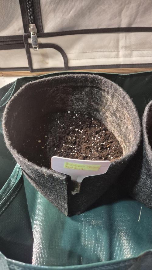 Melonenbogen!. Week 3 - Tag 18