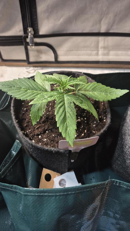 Melonenbogen!. Week 3 - Tag 18