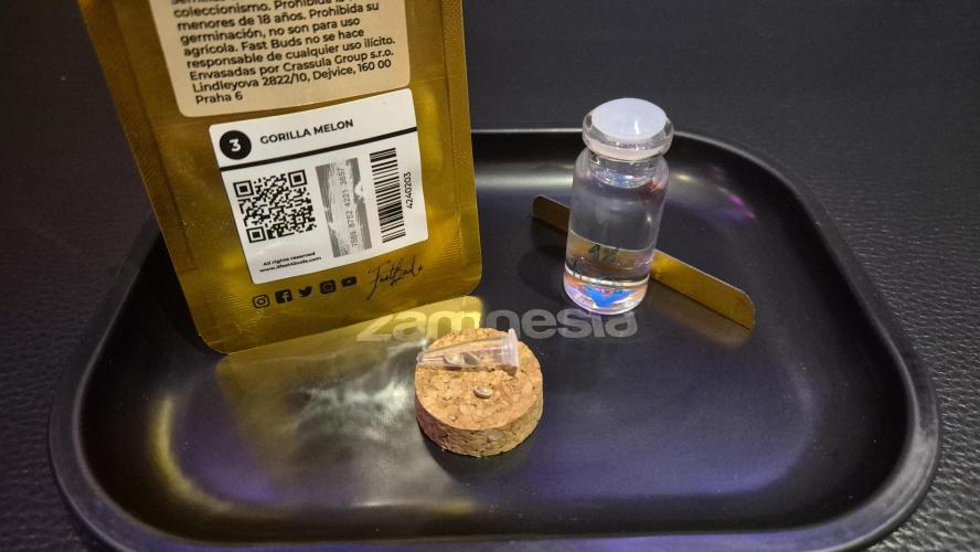 Gorillamelon (Pringles-Cup). Week 0 - Der Start