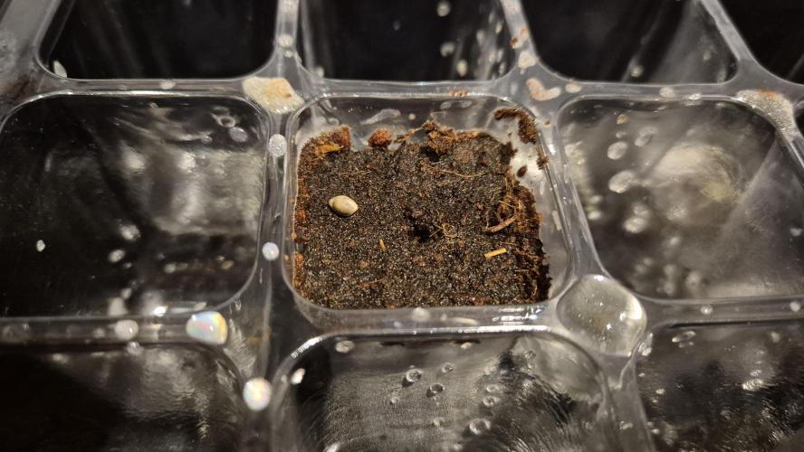 Gorillamelon (Pringles-Cup). Week 0 - Tag 1
Ab in den Plug