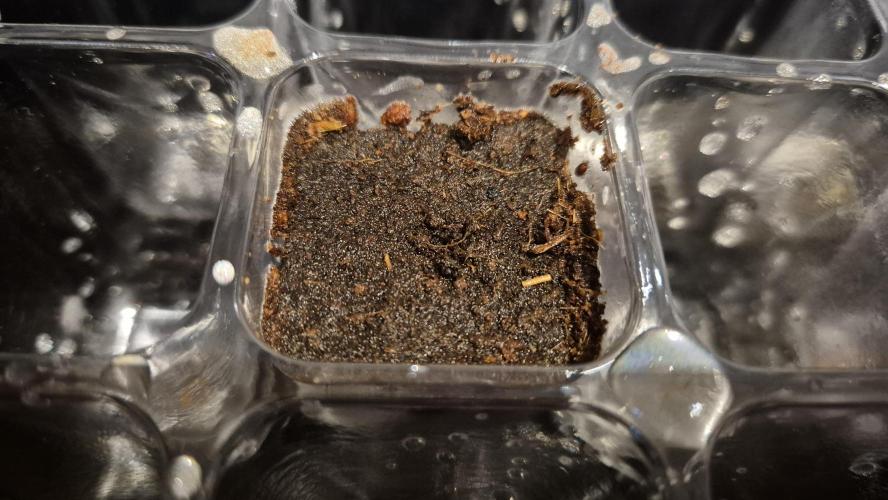 Gorillamelon (Pringles-Cup). Week 0 - Tag 1
Und zu das Loch