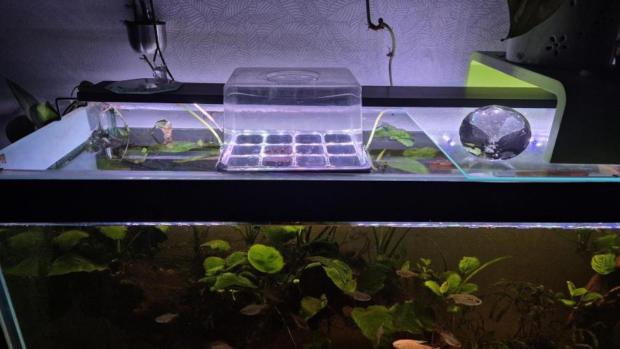 Gorillamelon (Pringles-Cup). Week 0 - Tag 1
Bis zur Keimung bleibt sie hier